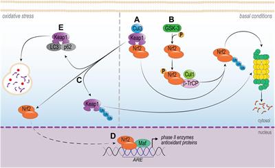 Contribution of Nrf2 Modulation to the Mechanism of Action of Analgesic and Anti-inflammatory Drugs in Pre-clinical and Clinical Stages